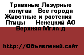 Травяные Лазурные попугаи - Все города Животные и растения » Птицы   . Ненецкий АО,Верхняя Мгла д.